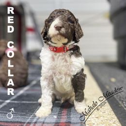 Poodle Puppies from Mahalo Meadow Farm