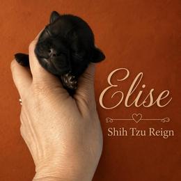 Elise - Red female Shih Tzu puppy in Kempner, Texas from Shih Tzu Reign