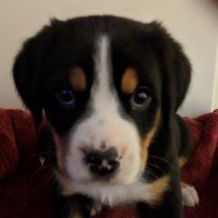 Greater Swiss Mountain Dog Puppies from Simply Swissies