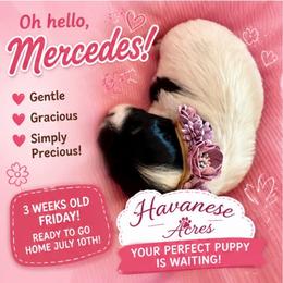 Mercedes - Black and white female Havanese puppy in Hawthorne, Florida from Havanese Acres