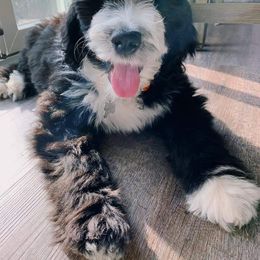 Sheepadoodle Puppies from Oak Valley Kennels