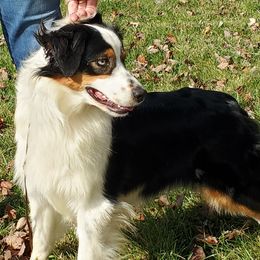 Shirley - Miniature American Shepherd