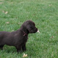 Boykin Spaniel Puppies from Bayhill Boykins