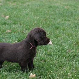 Boykin Spaniel Puppies from Bayhill Boykins
