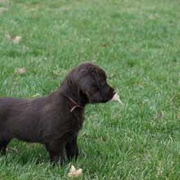Boykin Spaniel Puppies from Bayhill Boykins