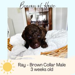 Ray - Chocolate male Goldendoodle puppy in Montgomery, Texas from Dacus Doodles