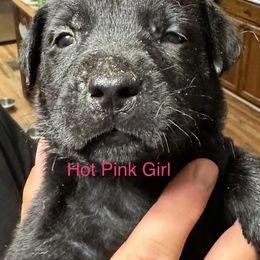 Goldendoodle Puppies from YankeeDoodles