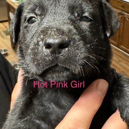 Goldendoodle Puppies from YankeeDoodles