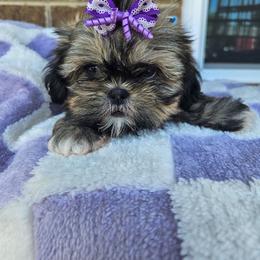 Grace - Brindle female Shih Tzu puppy in Vernon, Texas from Fru Fru's Shih Tzus