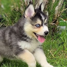 Casanova - Gray and white male Pomsky puppy in Kennewick, Washington from Nebula Ranch Pomskies