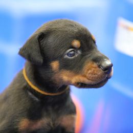Nute - Black and rust male Doberman Pinscher puppy in Rockwall, Texas from Elitehaus