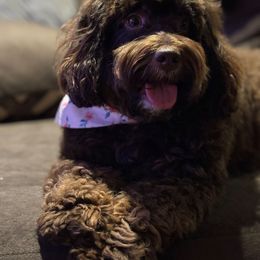 Bernedoodle puppies from Sugarland's Texas Goldendoodles