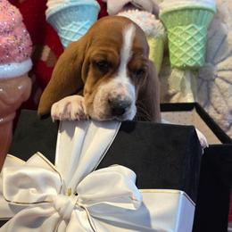 Elizabeth - Brown and white female Basset Hound puppy in Big Rapids, Michigan from Basket Hound Bassets