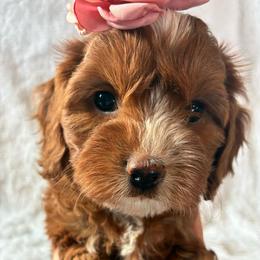 Angel - Red female Cavapoo puppy in Adrian, Oregon from ApplebyFarm