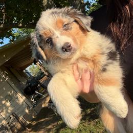 BMF1 - Blue merle female Australian Shepherd puppy in De Leon, Texas from Oceanwood