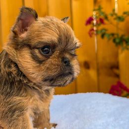 Brussels Griffon puppies from Trademark Brussels Griffon