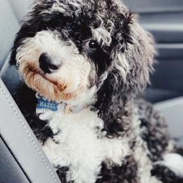 Hazel - Bernedoodle