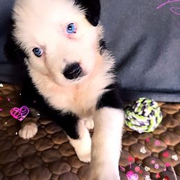 Bud - Black tri-color male Australian Shepherd puppy in Lakeland, Florida from Aussies of Hope LLC