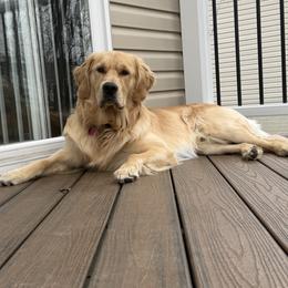 Golden Retriever puppies from K & M Golden Retrievers