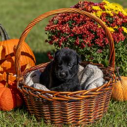 Green - Black male German Shepherd puppy in Hammond, Louisiana from Von LaMarca German Shepherds