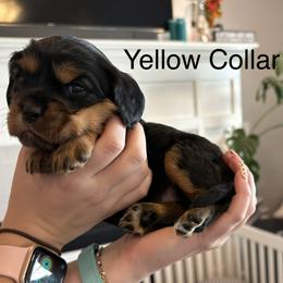 Ember - Tri-color female Cavapoo puppy in Smithfield, Utah from Shoemaker Farm & Cavapoo Kennel