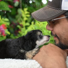 Poodle Puppies from Anna-Ash Poodles