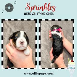 Sprinkles - Tri-color female Bernedoodle puppy in Boiling Springs, South Carolina from OlliePups, LLC