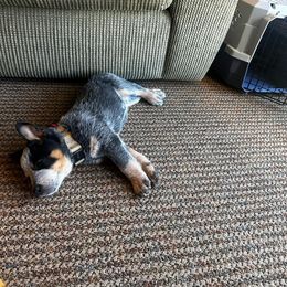 Australian Cattle Dog and Miniature Schnauzer Puppies from B & E Farms