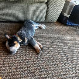 Australian Cattle Dog and Miniature Schnauzer Puppies from B & E Farms