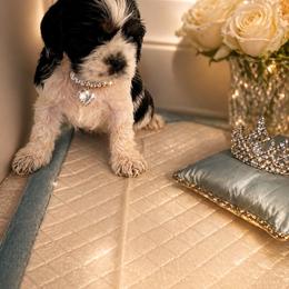 Baby girl number two - Black white and tan female Cocker Spaniel puppy in Renton, Washington from Cam’s Cockers