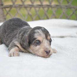 Female 1 - Dapple female Dachshund puppy in Martinsville, Virginia from Rea's Doxies