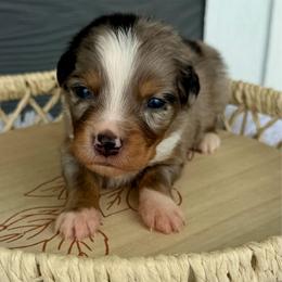 Light green - Blue merle male Miniature Australian Shepherd puppy in 32046, Florida from River Hill Ranch