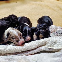 Aussiedoodle, Bernedoodle, and Poodle Puppies from Sis' Doodles & Poodles