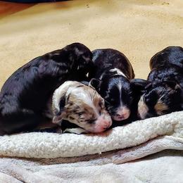 Aussiedoodle, Bernedoodle, and Poodle Puppies from Sis' Doodles & Poodles