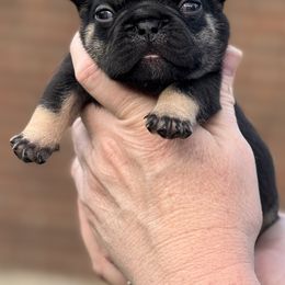 Bulldog and French Bulldog Puppies from MamaNette’s Beautibulls