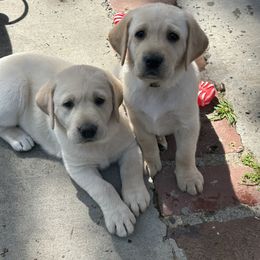 Baby Girl 4 - Yellow Labrador Retriever puppy in Carmichael, California from Red Barn Family Labs