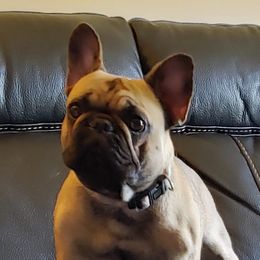 Bliss - French Bulldog