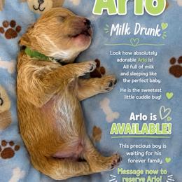 Arlo - Red  male Goldendoodle puppy in Cumberland, Rhode Island from minigoldendoodlesofRI