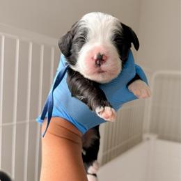 Blue - Black and white female Bernedoodle puppy in Cold Spring, Minnesota from A.N.A. Doodles