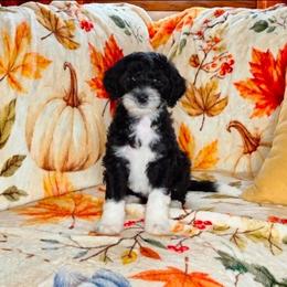 Nutmeg - Black and white female Sheepadoodle puppy in Austin, Texas from Darling Doodles