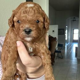Abby Cadabby - Red female Cavapoo puppy in Liberty Hill, Texas from Cuddlebug Cavapoos of Austin