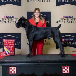 Loki - Cane Corso
