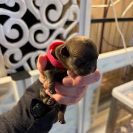 Remy - Fawn female French Bulldog puppy in Neenah, Wisconsin from Mimosa Acres French Bulldogs LLC