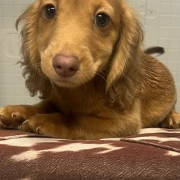 Jack - Red male Dachshund puppy in Oklahoma from Rockin’ S Kennel
