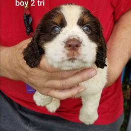Boy 2 - Liver white and tan male English Springer Spaniel puppy in St. Louis, Michigan from Jo's Gems Springer