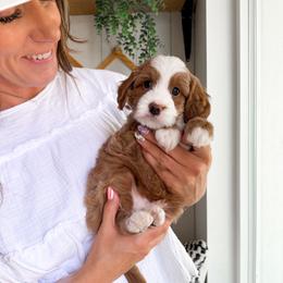 Brownie - Yellow and white male Bernedoodle puppy in South Jordan, Utah from Wonderful World Doodles