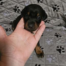 Valkyrie - Black and rust female Doberman Pinscher puppy in Mount Orab, Ohio from Heyne Kennels