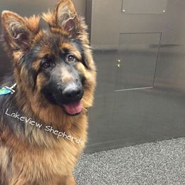 German Shepherd Puppies from LakeView Shepherds