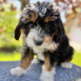 Australian Mountain Doodle, Bernedoodle, Cavapoo, and Goldendoodle Puppies from Angel Pups Deluxe