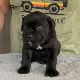 Red Collar R - Black male Cane Corso puppy in Paris, Texas from Knucklehead Cane Corso